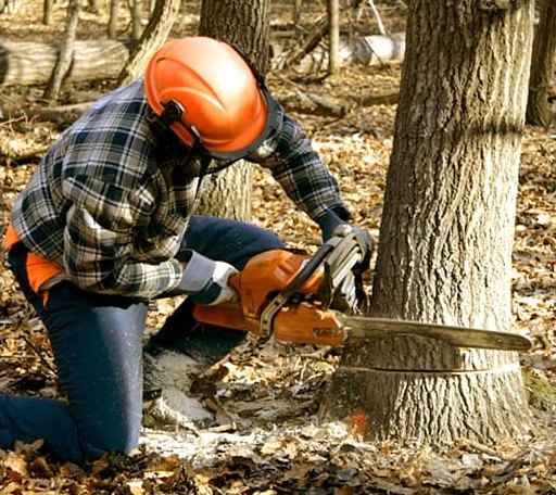 Tree Removal in Newmarket, NH